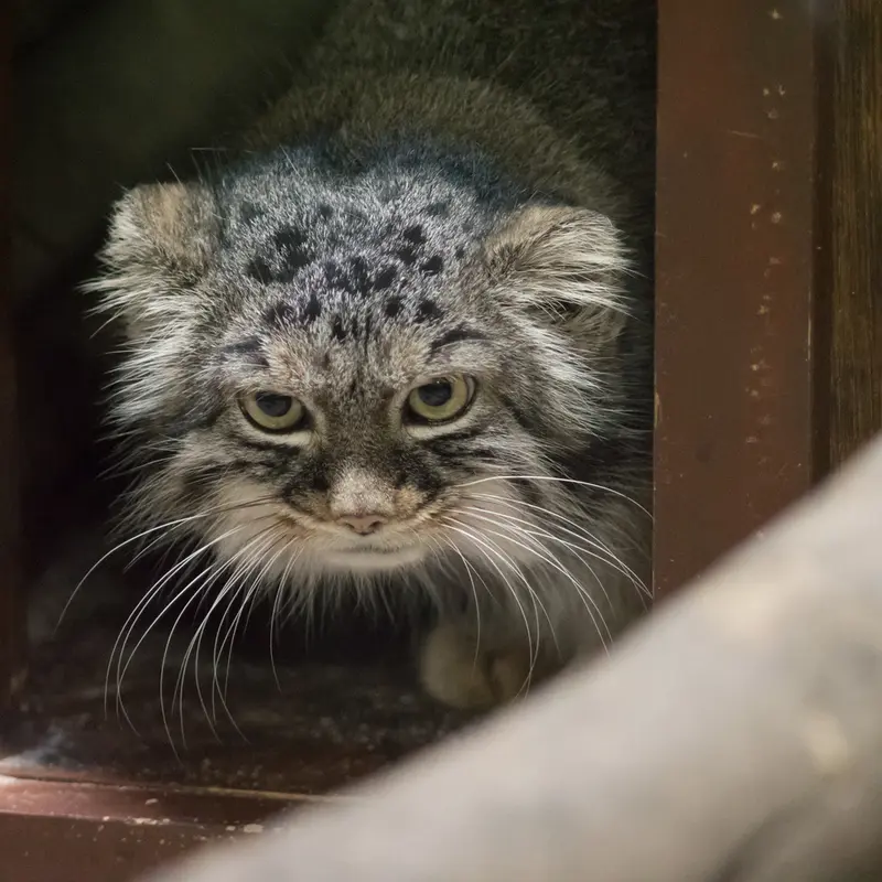 A photograph of Shafran in Ueno Zoological Gardens