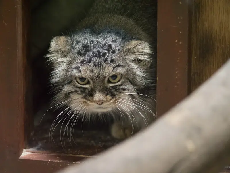 A photograph of Shafran in Ueno Zoological Gardens