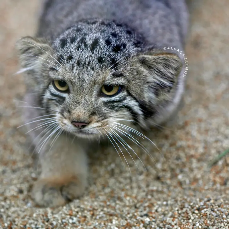 A photograph of San in Kobe Animal Kingdom