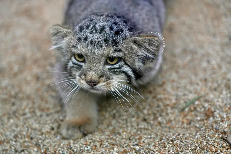 A photograph of San in Kobe Animal Kingdom