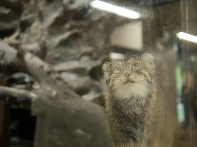 A photograph of Primula in Ueno Zoological Gardens