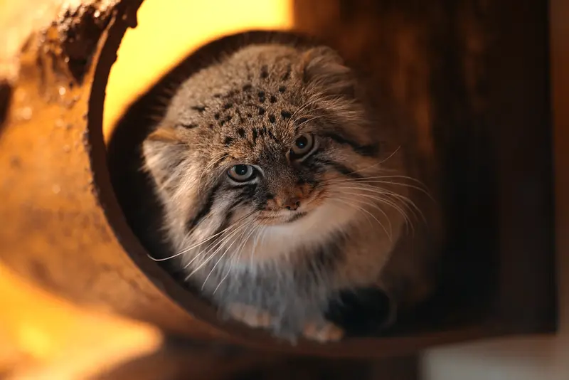 A photograph of Lotos in Asahiyama Zoo