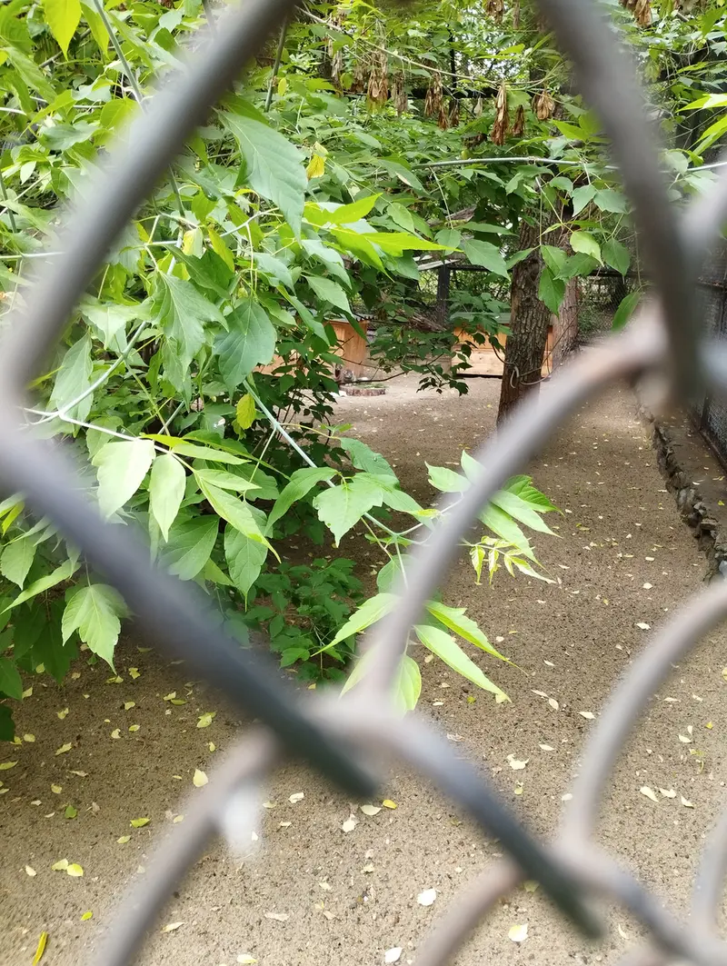 A photograph of a Pallas's cat in Novosibirsk Zoo