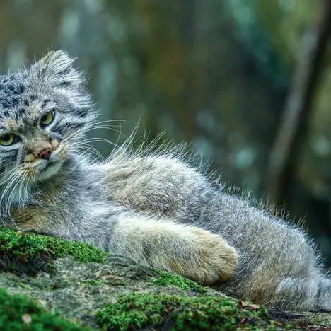 A photograph of Thomas O'Malley in Nordens Ark