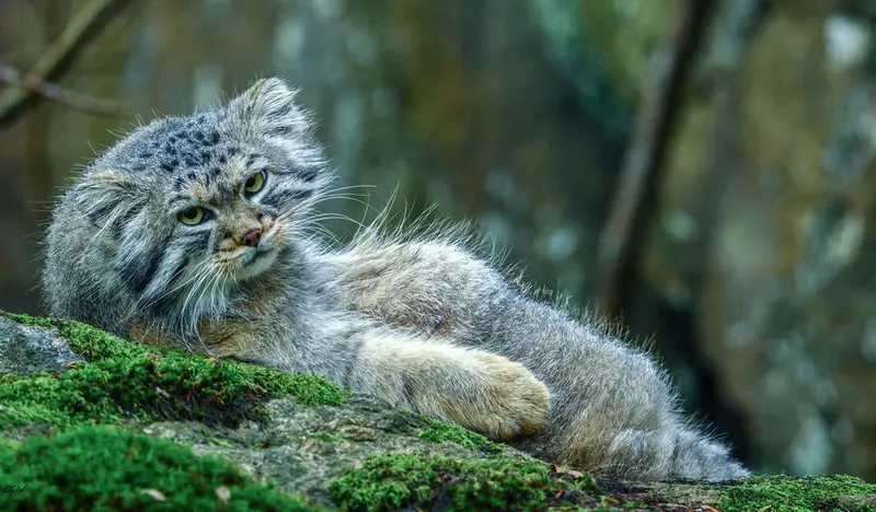 A photograph of Thomas O'Malley in Nordens Ark