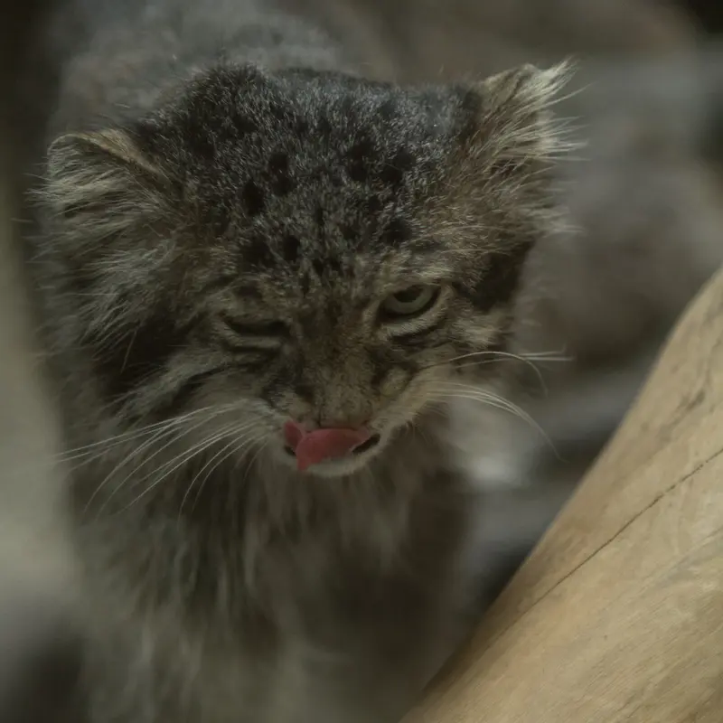 A photograph of Klyon in Ueno Zoological Gardens