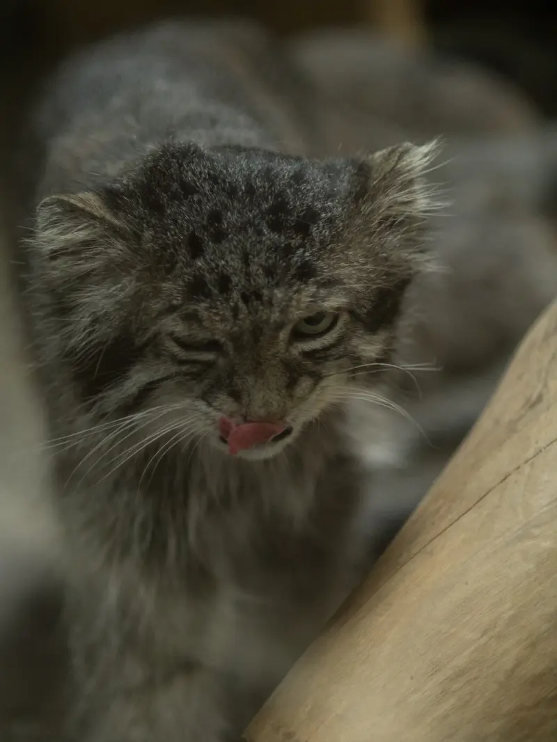 A photograph of Klyon in Ueno Zoological Gardens