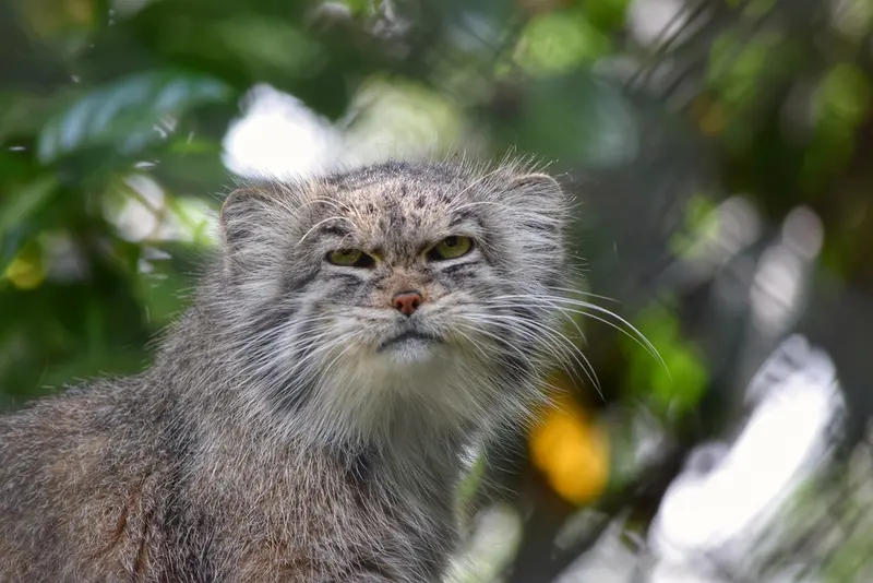 A photograph of a Pallas's cat