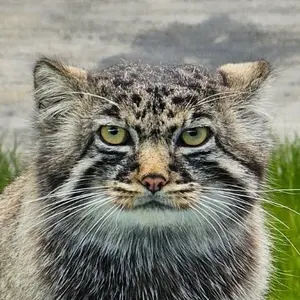 Fangfang the Pallas's cat from Qushui Zoo