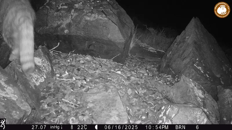 A photograph of Otocolobus manul manul from Kiikbai camera trap
