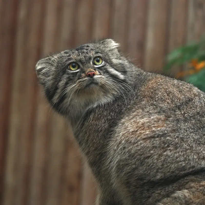 A photograph of Nar in Kobe Animal Kingdom