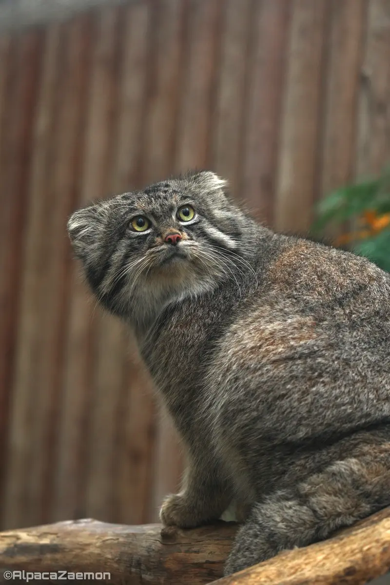 A photograph of Nar in Kobe Animal Kingdom
