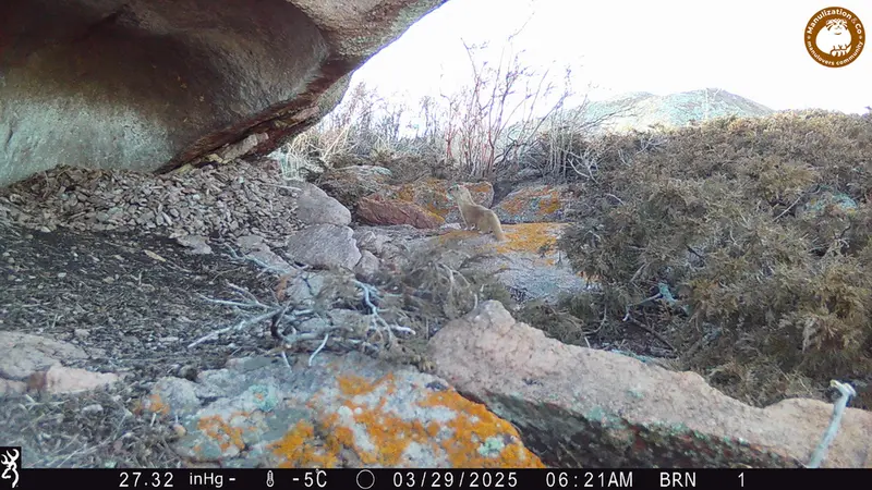 A photograph of Mountain weasel from Shubaraigyr camera trap