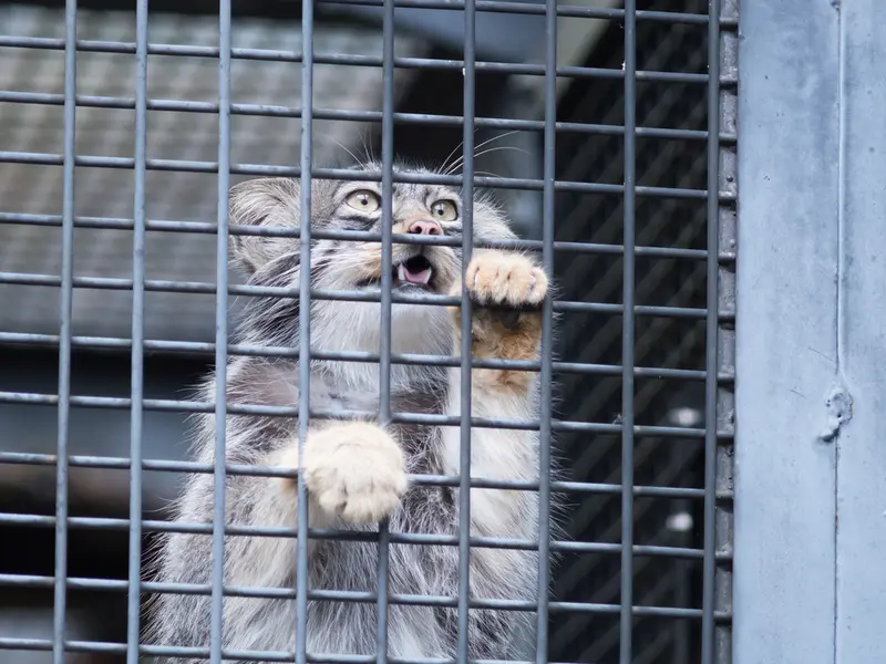 A photograph of Hide in Asahiyama Zoo