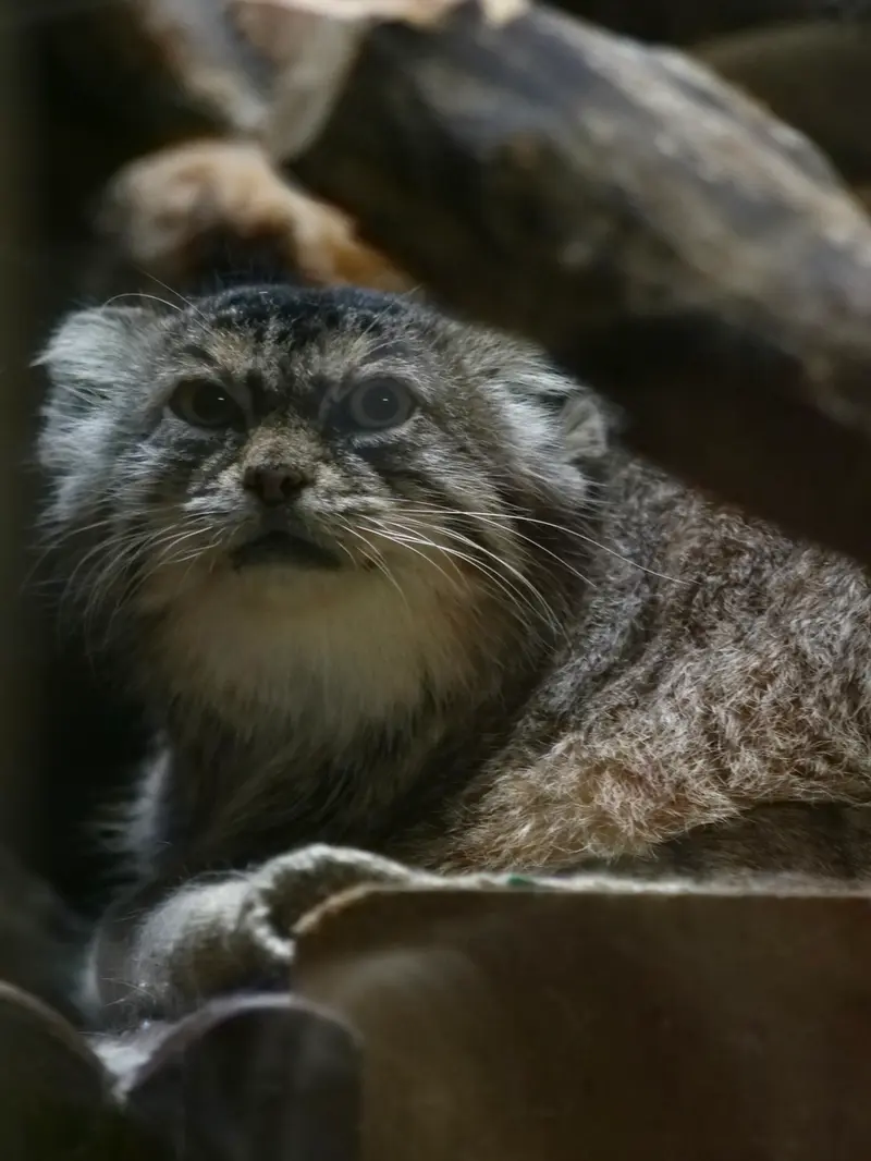 A photograph of Primula in Ueno Zoological Gardens
