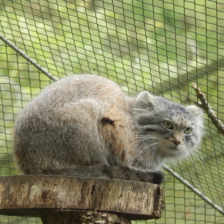 A photograph of Altai in Tregomeur Zoo