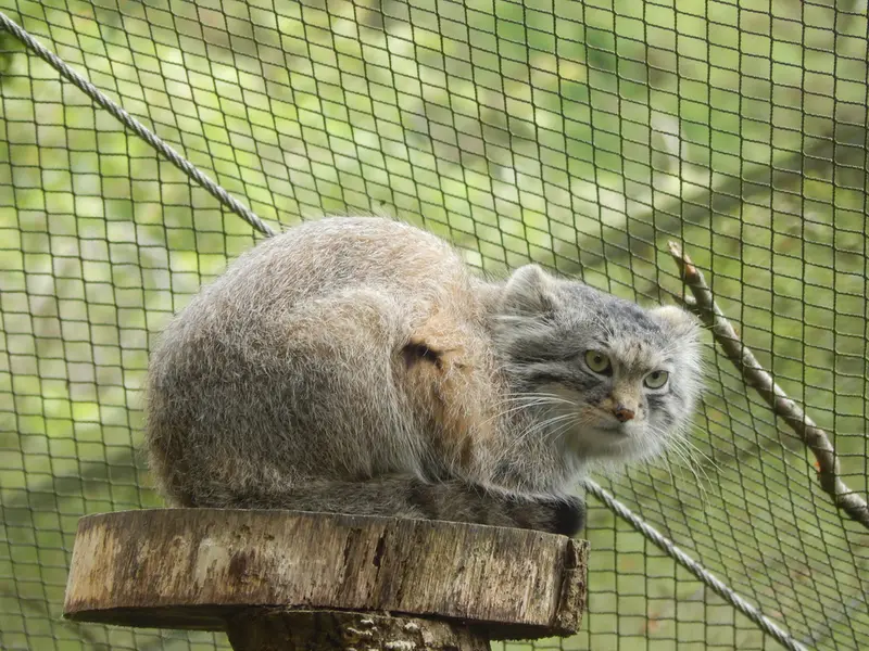 A photograph of Altai in Tregomeur Zoo