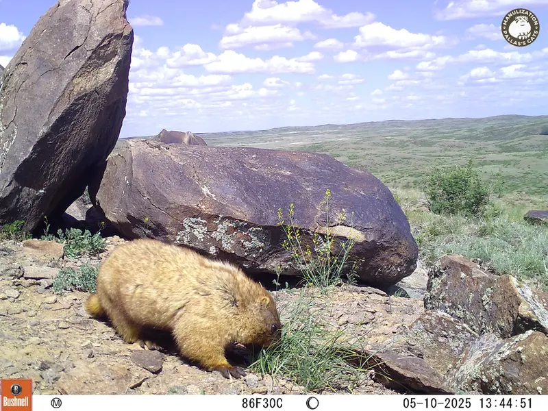 A photograph of Gray marmot from Koshkar camera trap