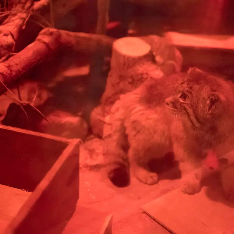 A photograph of Naim in Ueno Zoological Gardens