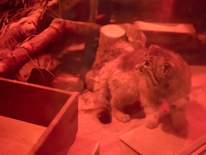 A photograph of Naim in Ueno Zoological Gardens
