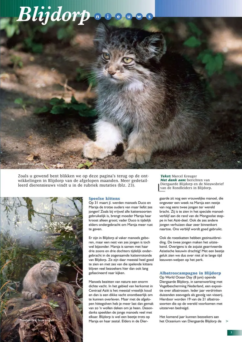 A photograph of a Pallas's cat