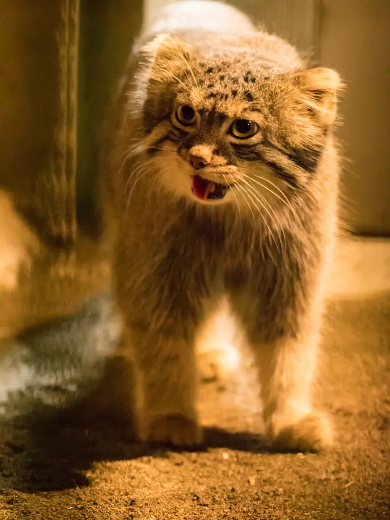 A photograph of Figa in Nogeyama Zoo