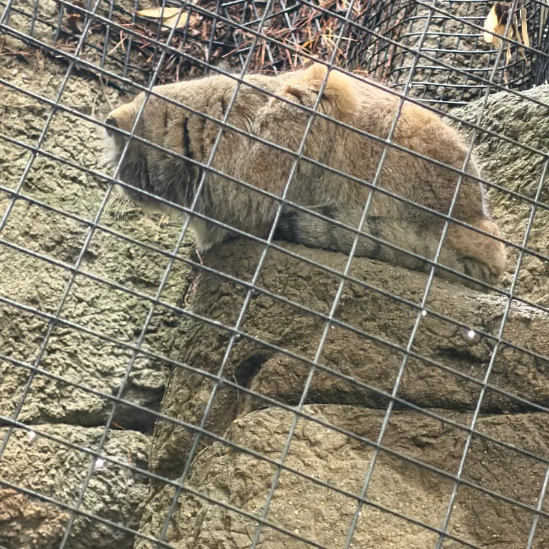 A photograph of Mushu in Cincinnati Zoo