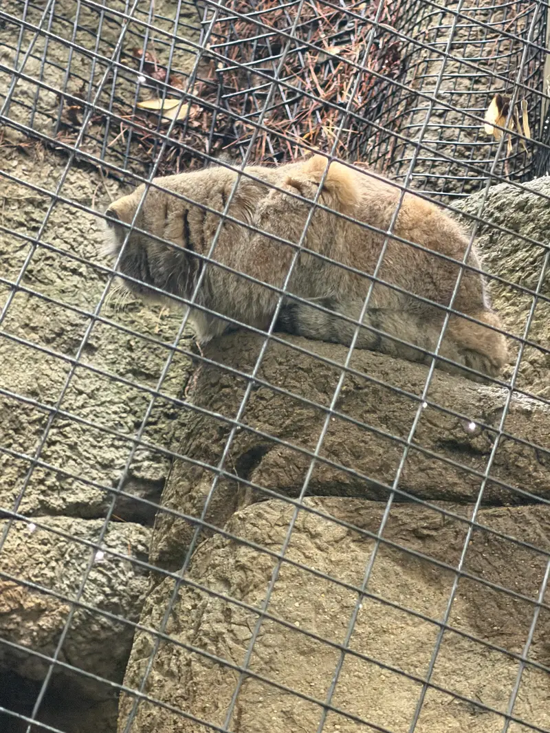 A photograph of Mushu in Cincinnati Zoo