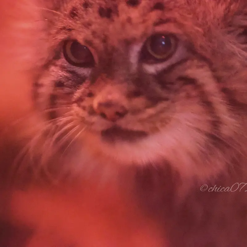 A photograph of Naim in Ueno Zoological Gardens
