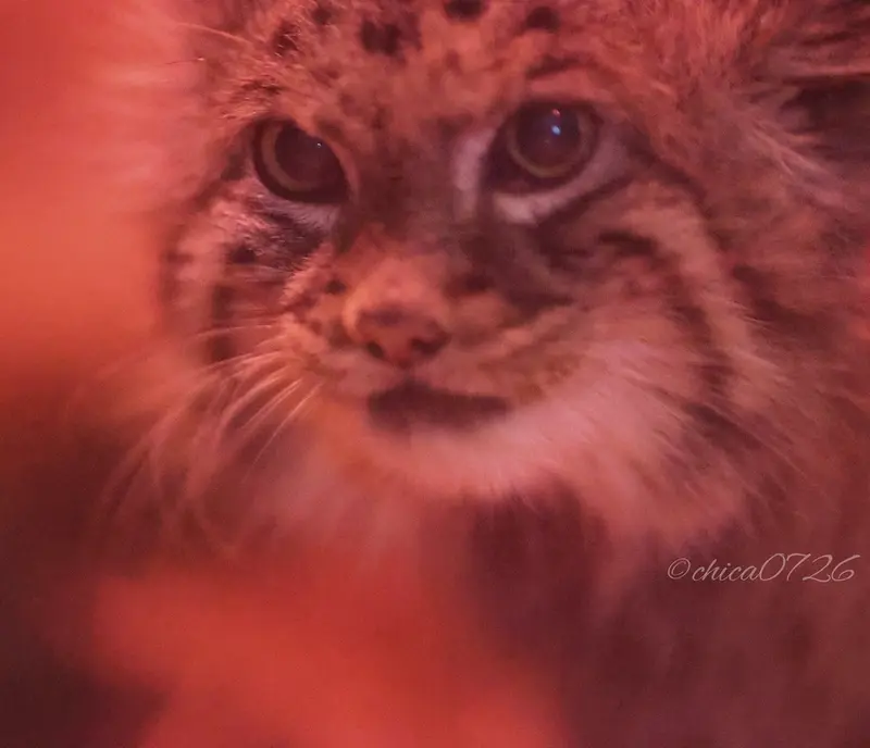 A photograph of Naim in Ueno Zoological Gardens