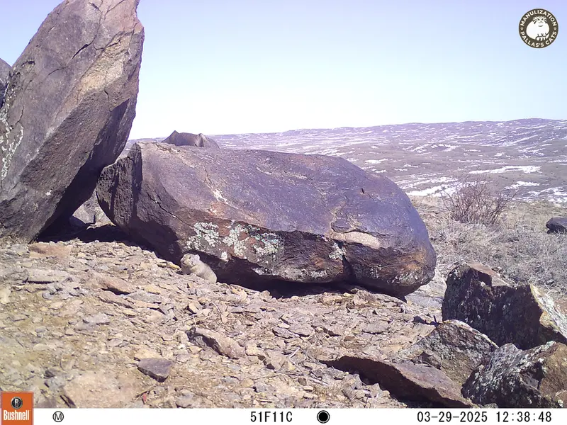 A photograph of Kazakh pika from Koshkar camera trap