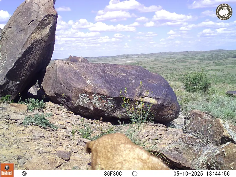 A photograph of Gray marmot from Koshkar camera trap