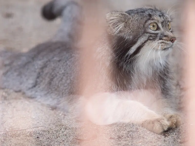 A photograph of Figa in Nogeyama Zoo