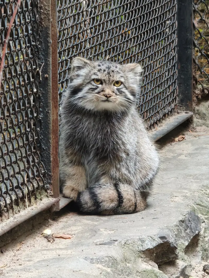 A photograph of a Pallas's cat in Novosibirsk Zoo