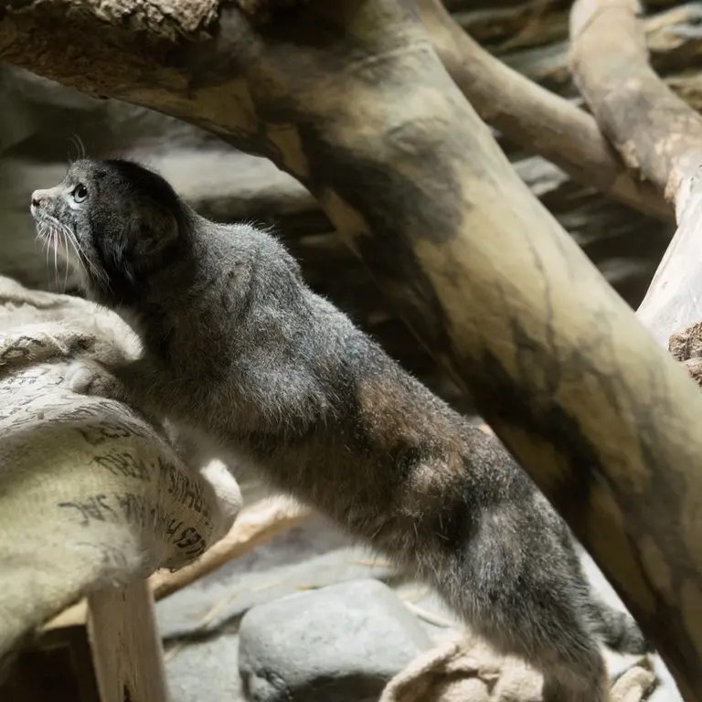 A photograph of Klyon in Ueno Zoological Gardens