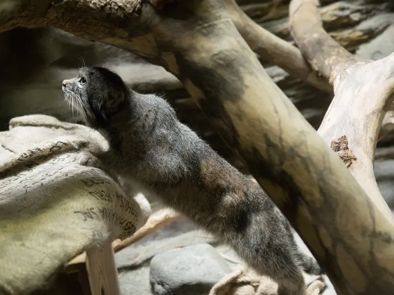 A photograph of Klyon in Ueno Zoological Gardens