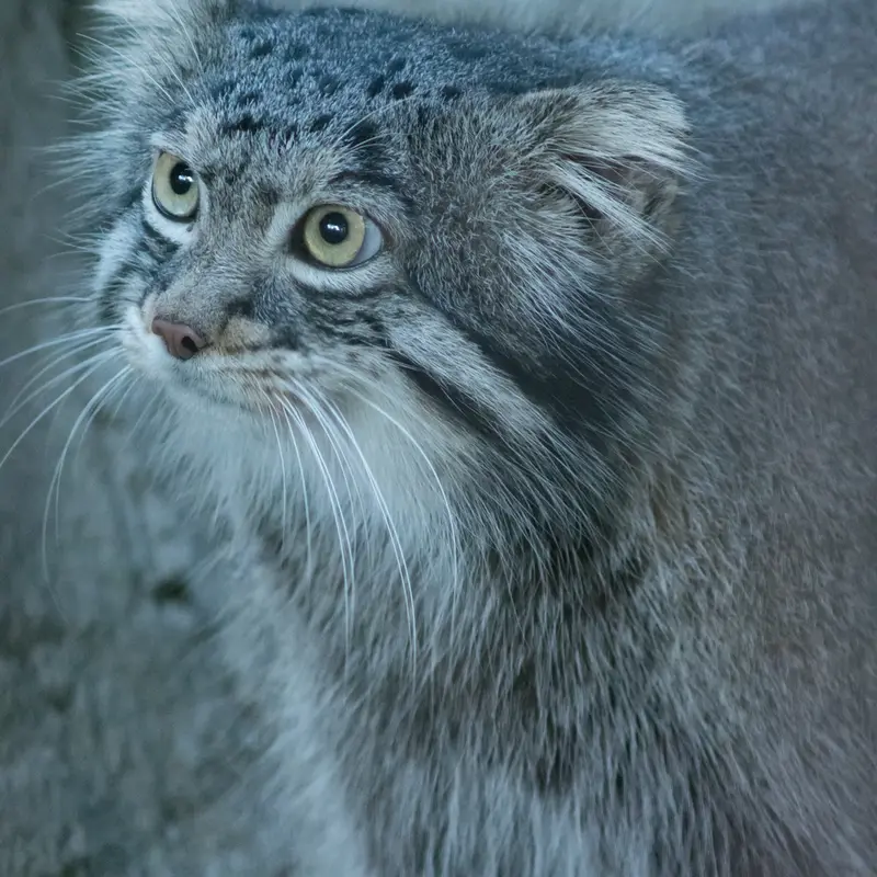 A photograph of Figa in Nogeyama Zoo