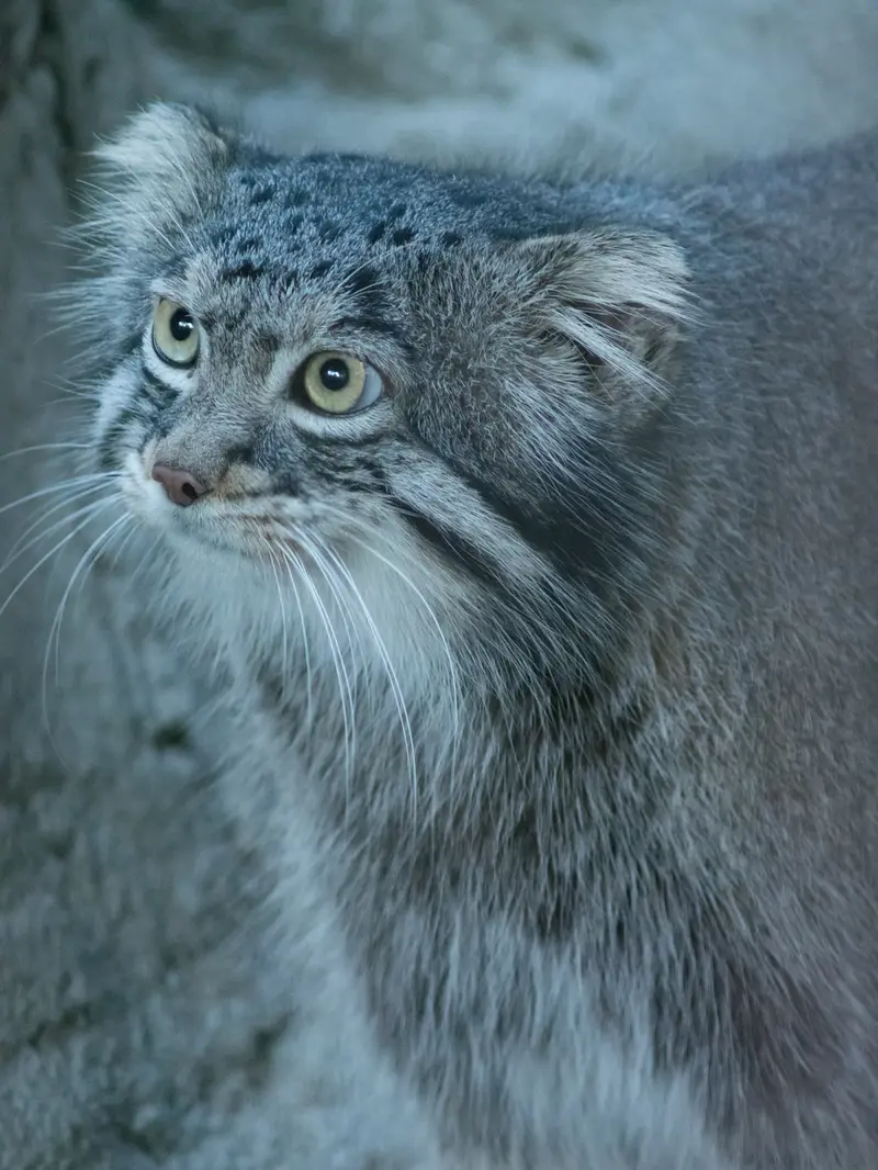 A photograph of Figa in Nogeyama Zoo