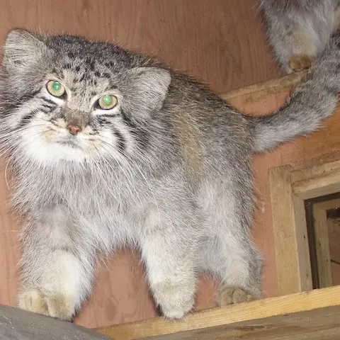 A photograph of Oscar in Saitama Children's Zoo