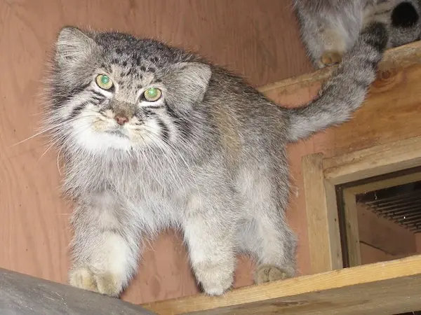 A photograph of Oscar in Saitama Children's Zoo