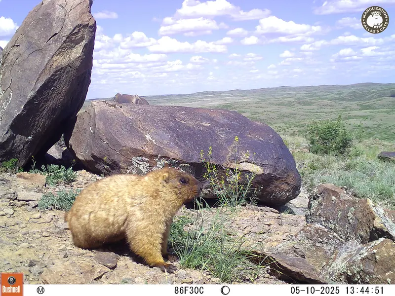 A photograph of Gray marmot from Koshkar camera trap