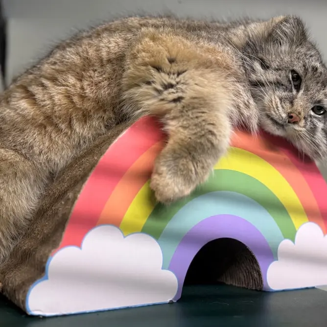 A photograph of Brie in Oglebay Good Zoo
