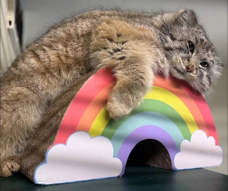 A photograph of Brie in Oglebay Good Zoo
