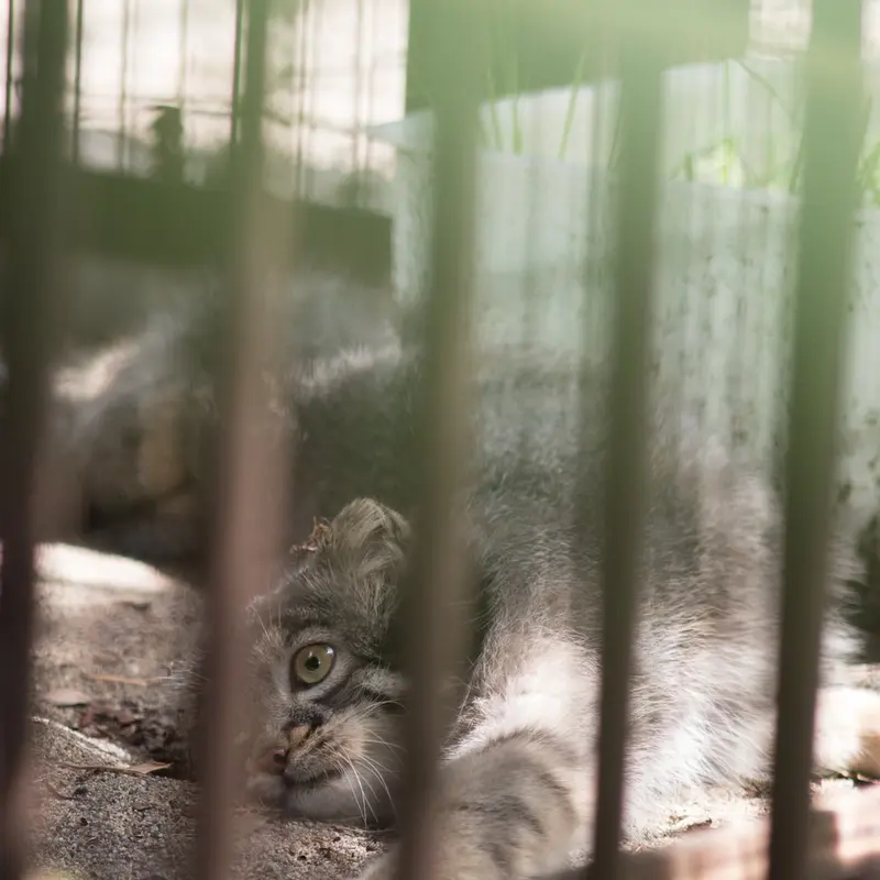 A photograph of Figa in Nogeyama Zoo