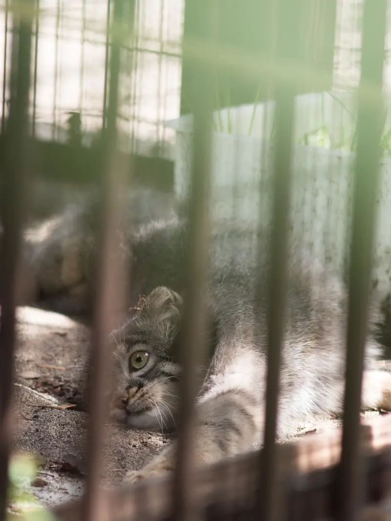 A photograph of Figa in Nogeyama Zoo