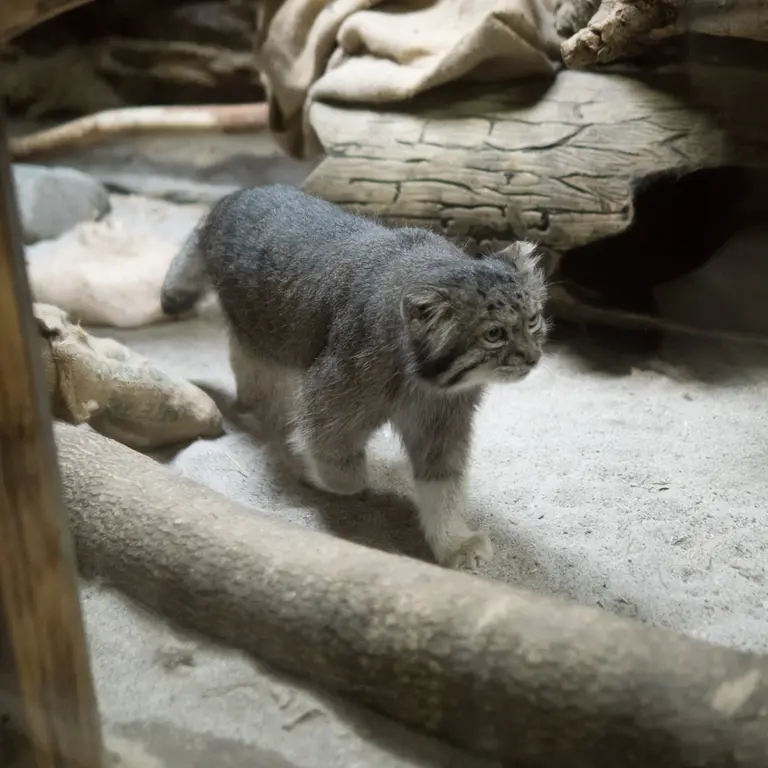 A photograph of Klyon in Ueno Zoological Gardens