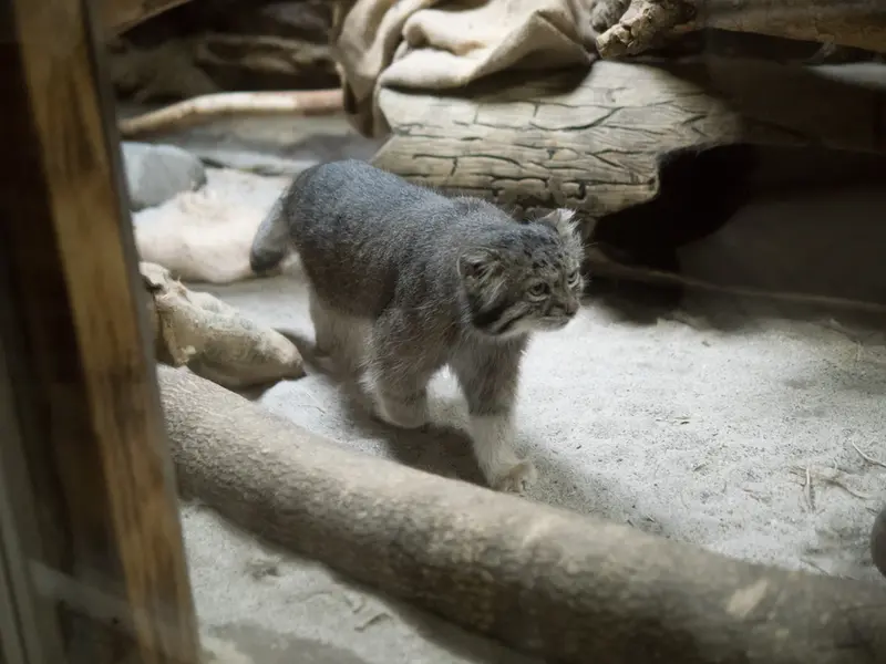 A photograph of Klyon in Ueno Zoological Gardens