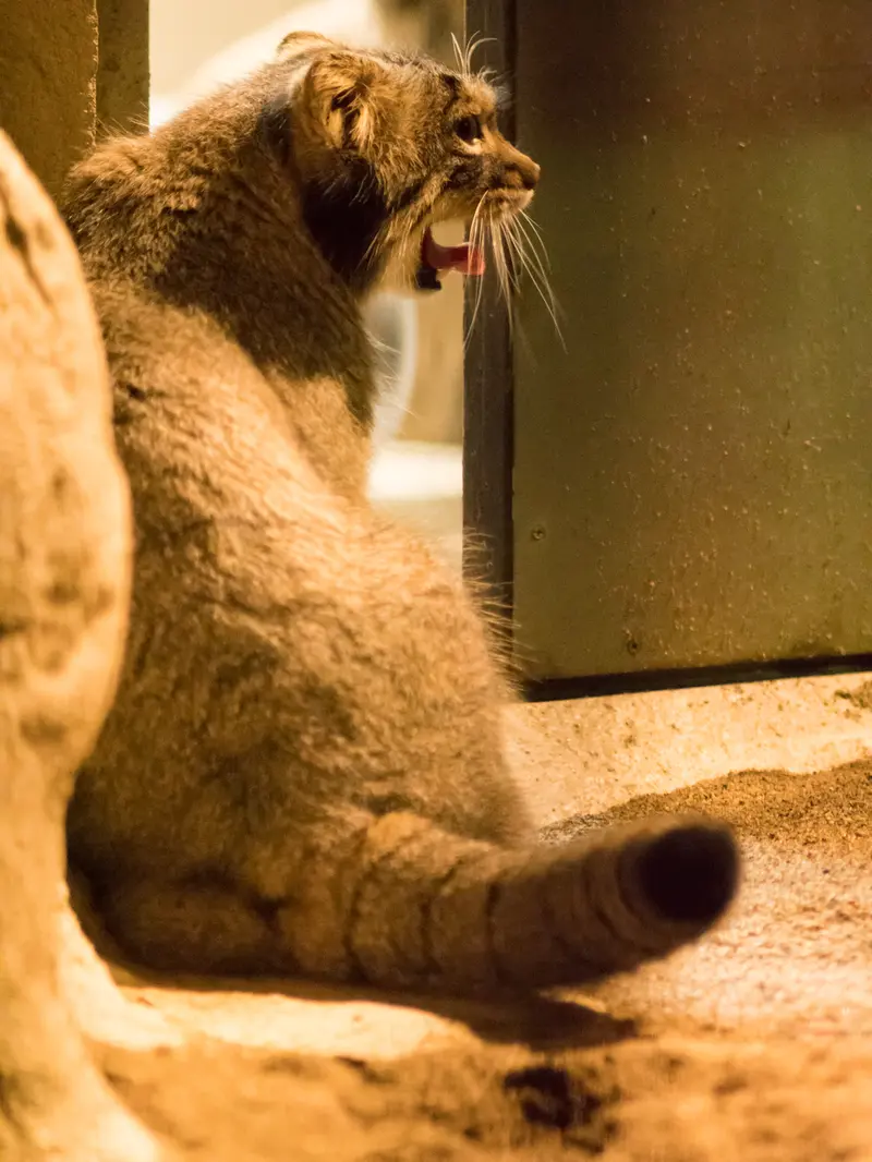 A photograph of Figa in Nogeyama Zoo