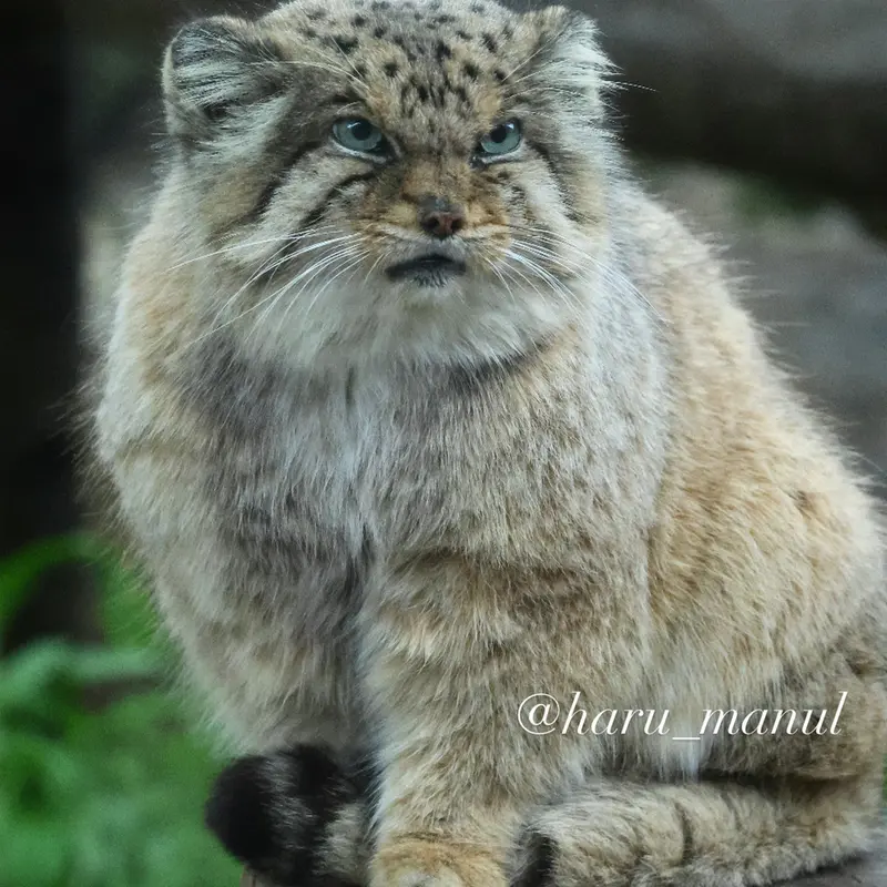 A photograph of Bor in Nasu Animal Kingdom
