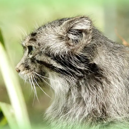 A photograph of Bartok in Les Terres de Nataé